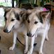 Image for article titled Why cloning is a terrible way to bring your pet dog back from the dead